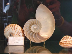 Museo del Mar - Mar del Plata